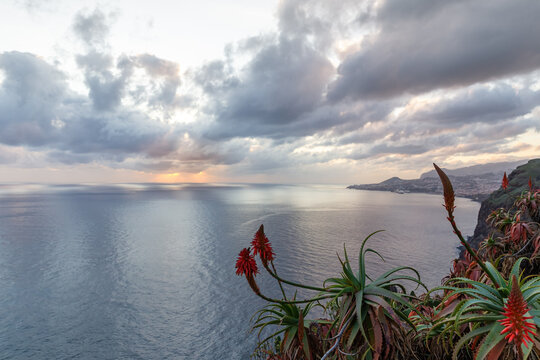 Red aloe flowers on the background of the ocean, sunset sky and dramatic clouds
