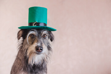 st patricks day dog in the green hat