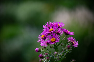 晩秋上野ファームを飾る素敵なお花たち