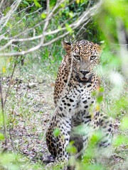 Fototapeta na wymiar leopard in the wild.