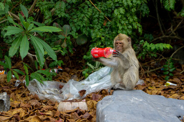 Monkey Stares at Plastic Bottle Found on Island Vietnam