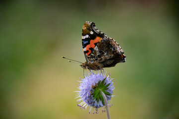 晩秋上野ファームを飾る綺麗なアカタテハ