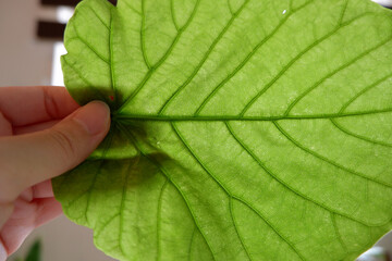 botanical, green leaves close up, 緑の葉脈、葉っぱ
