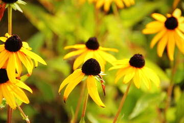 yellow flowers in the garden