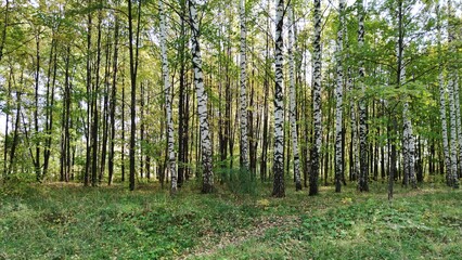 birch grove in a beautiful autumn landscape