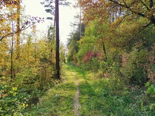 sunny autumn landscape with a path near the forest
