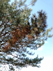 pine tree branches