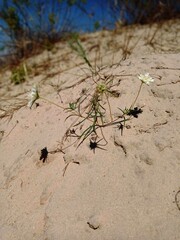 ants on the beach