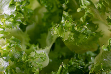 Lettuce take photographed specifically at the top.