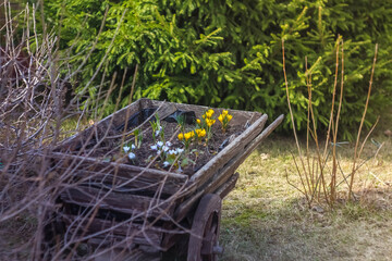 Flowerbed in the form of a wooden wheelbarrow. Decor in the Park. Early spring yellow bright crocuses. The first flowers.