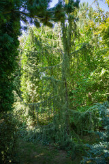 Juniper Juniperus communis Horstmann in landscaped garden background. Nature concept for spring design. Selective focus