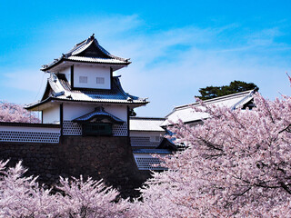 Fototapeta premium 桜 お花見 兼六園 金沢 石川県 春 