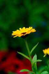 Obraz premium yellow flower on green background