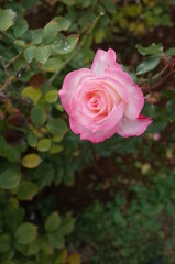 Pink and White Flower of Rose 'Nicole' in Full Bloom

