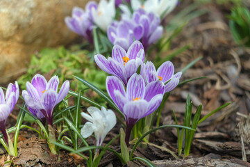 Spring purple, lilac and white Crocus flowers. The first blooming and buds, juicy greens in spring in nature.