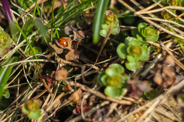 Red ladybug on green grass in spring. Awakening of the beetle after wintering.