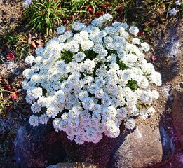 bouquet of flowers