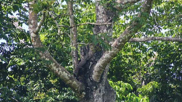 An Asian water monitor (Varanus salvator), also called common water monitor lizard, climbs down from its perch high in a tree. Genus: Varanus, Species: V. salvator, Binomial name: Varanus salvator