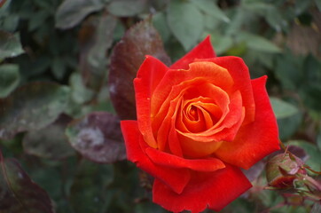 Orange blend Flower of Rose 'Nishiki-e' in Full Bloom
