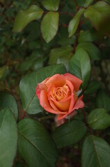 Orange blend Flower of Rose 'Nishiki-e' in Full Bloom
