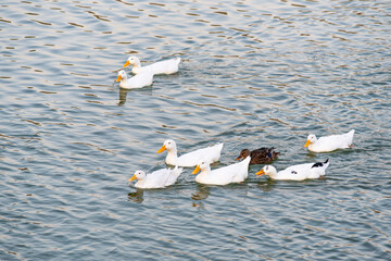 Beautiful natural landscape in summer. Cute ducks enjoying the summer on the lake