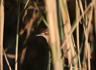 Unusual close-up portrait of a reed warbler (Acrocephalus scirpaceus)