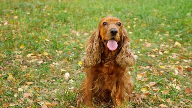 Funny spaniel with long tongue and brown fur sits on green meadow grass with leaves of yellow colour looking straight closeup