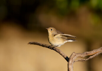 Close-up shot of The red-breasted flycatcher (Ficedula parva) female in soft morning light. Sits on a dry branch on a beautifully blurred background in an unusual pose