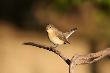 Close-up shot of The red-breasted flycatcher (Ficedula parva) female in soft morning light. Sits on a dry branch on a beautifully blurred background in an unusual pose