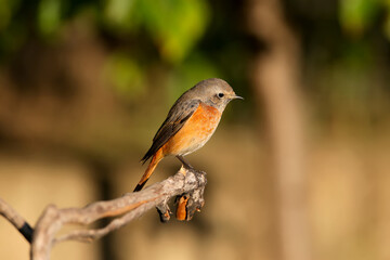 The common redstart sits on a branch against a bright blurred background in the morning sun. Close-up photo