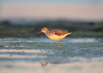 Morning the common greenshank shot from a low point close-up with reflection in the water