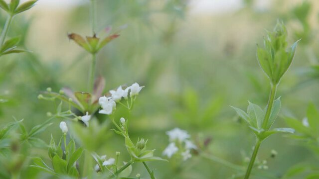 White marsh-bedstraw flowers. Rubia palustris. Galium palustre.