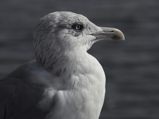 
seagull on the background of the sea
