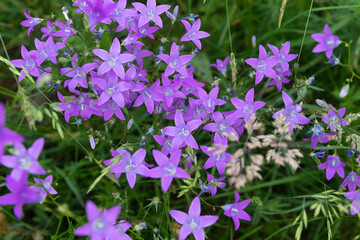 purple wild flowers