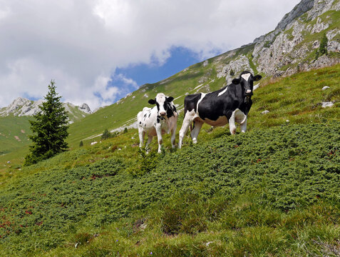 rilassante immagine di bestiame al pascolo in alpeggio di montagna