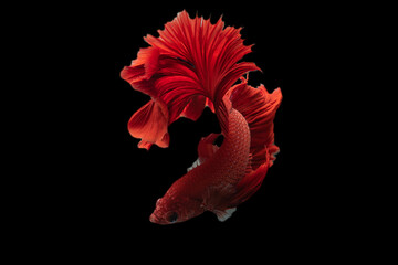 Exotic rhythmic motion movement luxury beautiful half moon long tail Betta,Siamese fighting fish Betta splendens, aggressive,Thai aquatic national animals, popular fish isolated on black