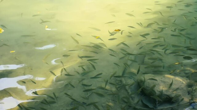 A school of small fish feeds on insects from the surface of the pond. Apparently, mostly Cyprinidae: barbs (Barbus) and danios (Danio). Laos nature
