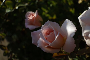 Faint Pink Flower of Rose 'Ophelia' in Full Bloom
