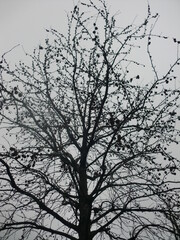 冬のプラタナスのシルエット