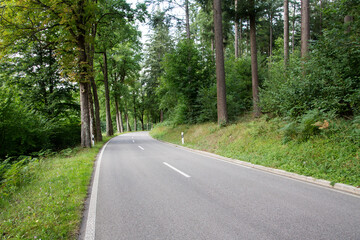 Fototapeta premium Forest Road