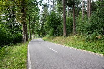 Fototapeta premium Forest Road