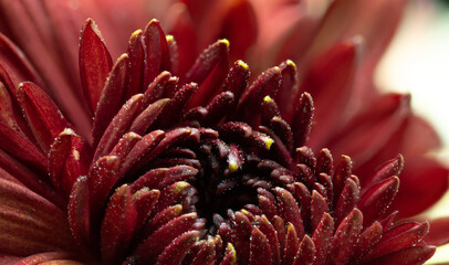 Dark flower Bud close-up. Beautiful artistic macro background