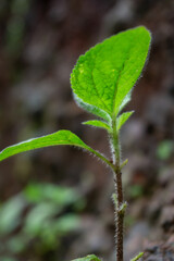 single tiny plant in the backyard