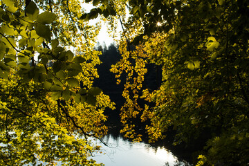 Herbst Bäume Schwarzwald, Feldsee