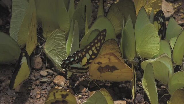 A swarm of mostly yellow butterflies feed on the mineral rich soil of the jungle floor.