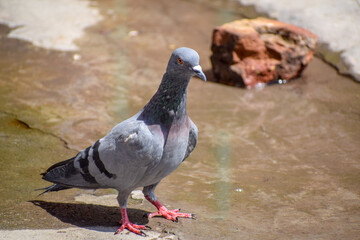Thirsty pigeon on the ground
