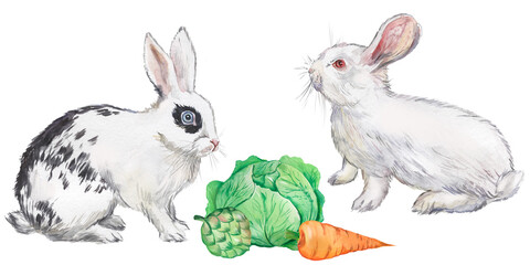 Watercolor illustration with two decorative rabbits. Realistic image of rabbits, pets, farm animals, vegetables.