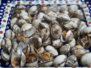 shells background