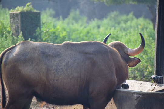 Indian gaur in the evenings of summer