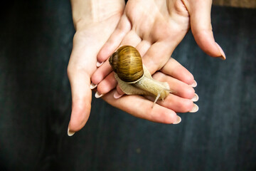 Woman hold in hands a grape snail.